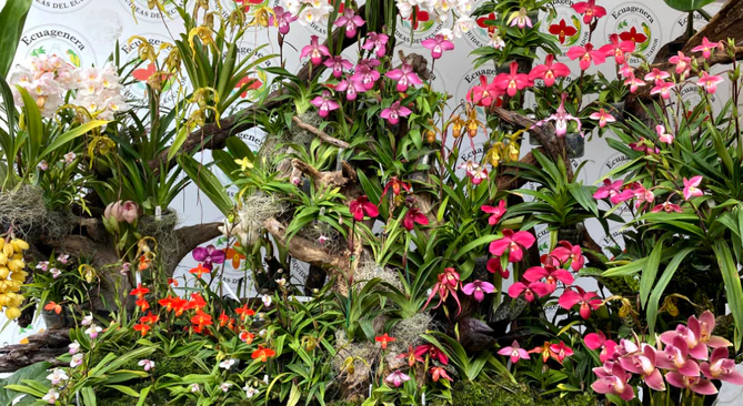 Bring Tropical Paradise Home