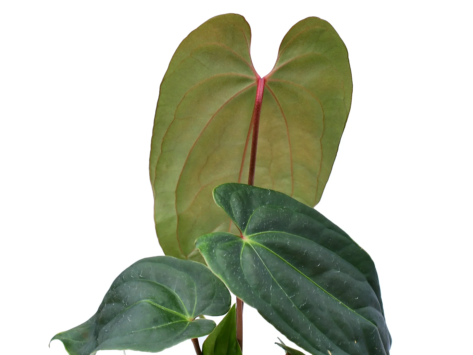 Thumb 3