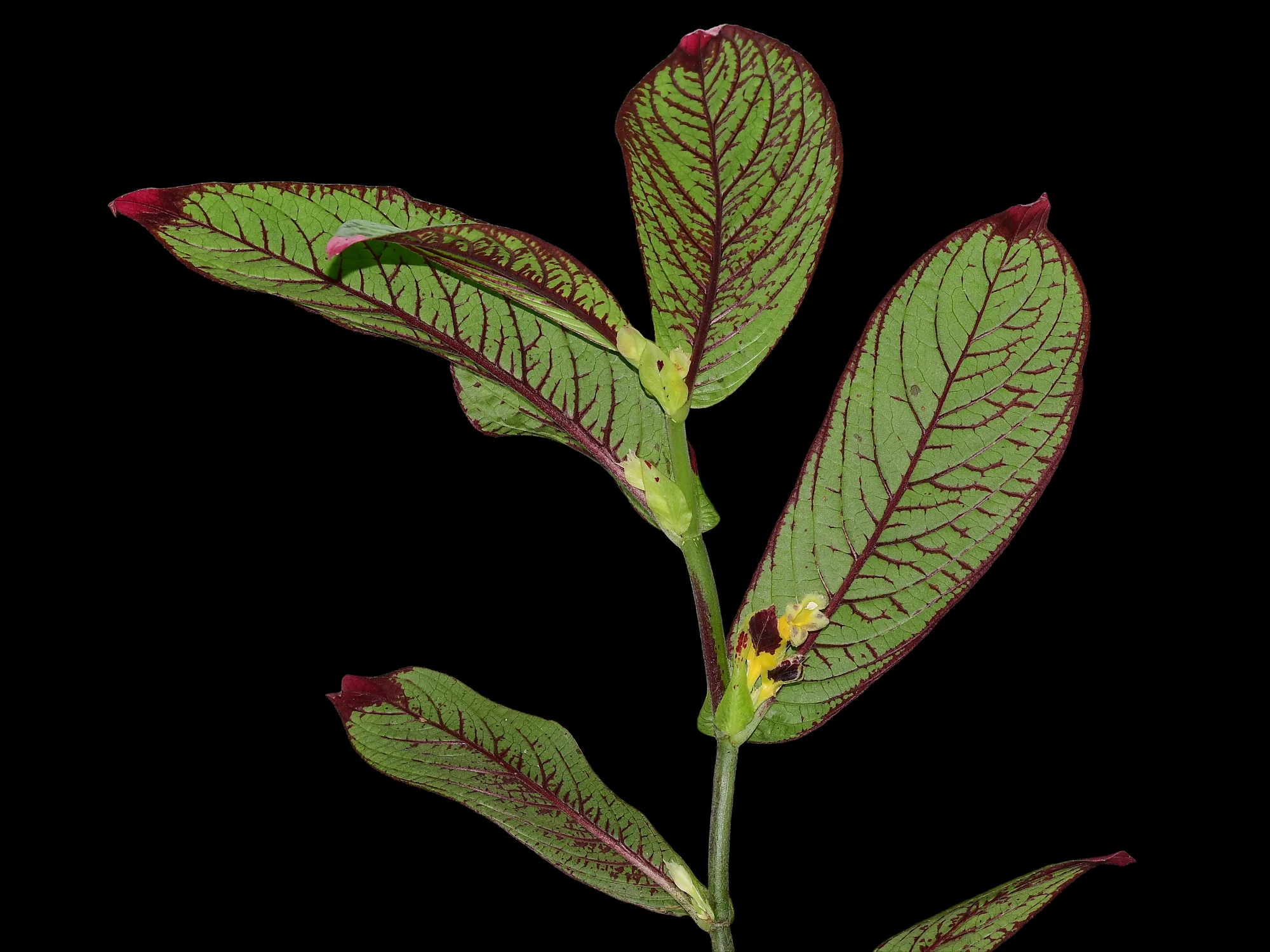 Thumb 3